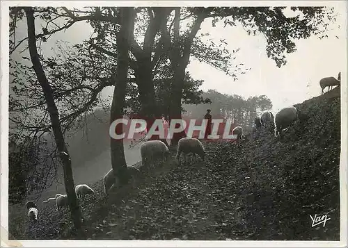 Cartes postales moderne Les Pyrenees Paysage d'Automne Berger Moutons