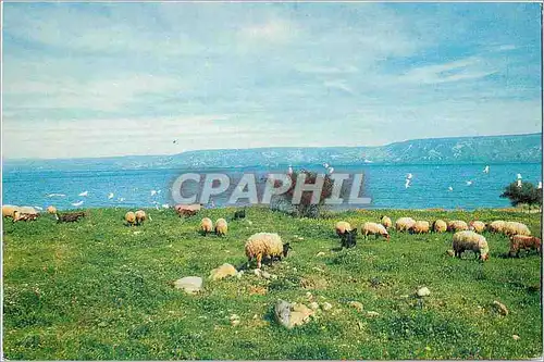 Cartes postales moderne Moutons