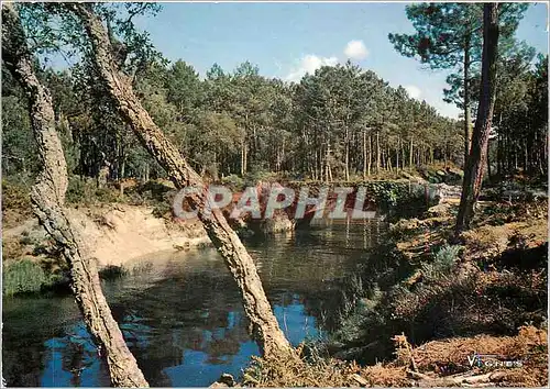 Cartes postales moderne Visage des Landes Courant