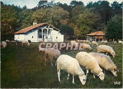 Cartes postales moderne Marqueze Sabres Landes La Maison Le Mineur