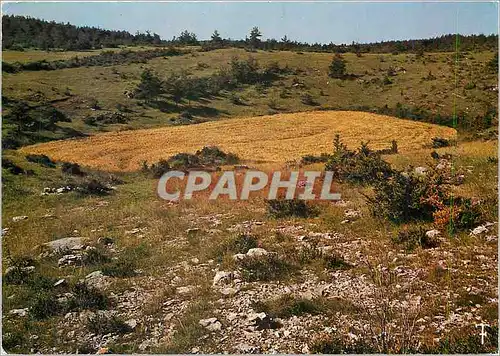 Cartes postales moderne Causse Noir Un sotch