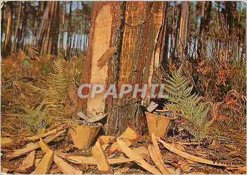 Cartes postales moderne Visage des Landes Pin gemme a mort