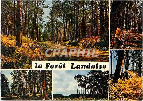 Cartes postales moderne Au Pays Landaise La foret