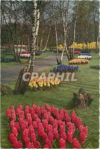 Cartes postales moderne Keukenhof Lisse Holland