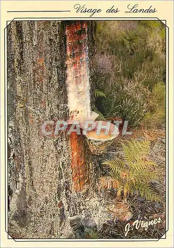 Cartes postales moderne Visage des Landes Pot de Resine