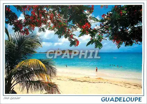 Cartes postales moderne Guadeloupe