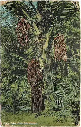 Cartes postales Wine Palm Hawaiin islands