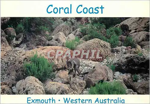 Cartes postales moderne Australia Exmouth Coral Coast