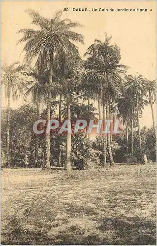 Cartes postales Senegal Dakar Un Coin du Jardin de Hann