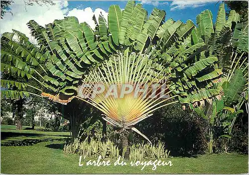 Cartes postales moderne Martinique Fort-de-France place de la savane L'arbre du voyageur