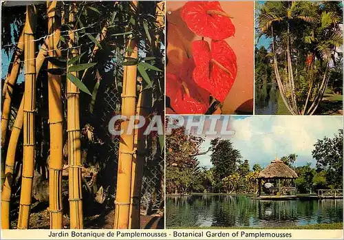 Cartes postales moderne Ile Maurice Jardin Botanique de Pamplemousses