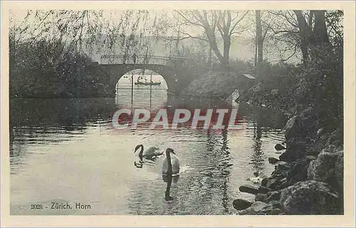 Cartes postales Zurich Horn Cygnes