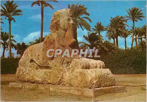 Cartes postales moderne Giza The Sphinx of Sakkara