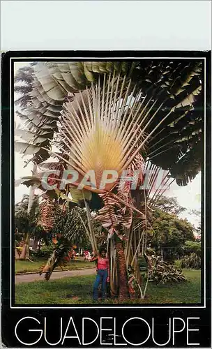 Cartes postales moderne Guadeloupe Il etait une fois la Guadeloupe Arbre du voyageur