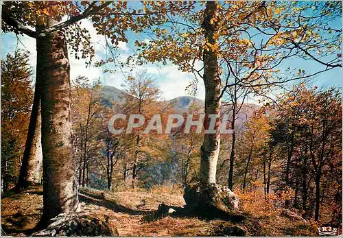 Cartes postales moderne Limousin Pittoresque Qui na senti le charme de l automme Qui n a pas goute l altrait de sa paleu