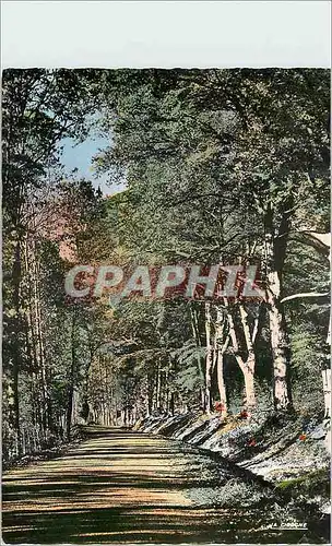 Cartes postales moderne La Haute Vienne Pittoresque La Route sous les Ombrages