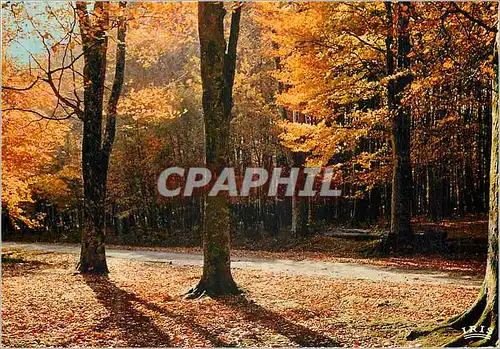 Cartes postales moderne Automne en Limousin La feuille l arbie eclatante et tournale