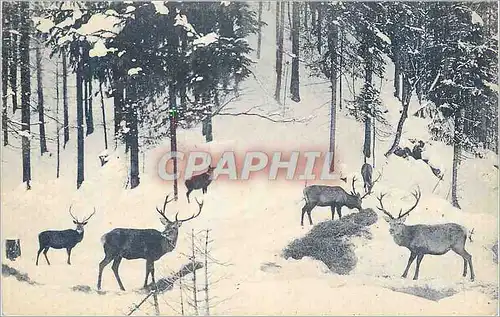 Cartes postales Hirsche im bayr Hochgebirge