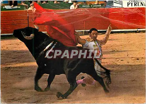 Cartes postales moderne Toros Passe a genoux Corrida Taureau