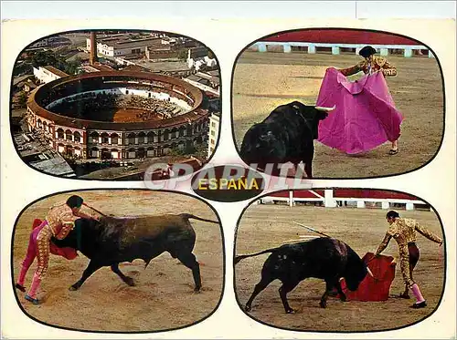 Cartes postales moderne Toros Typique course de Taureaux Taureau Corrida