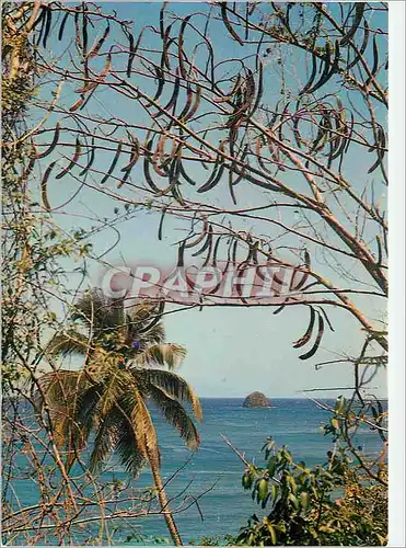 Cartes postales moderne Martinique Precheur L'ilet la Perle