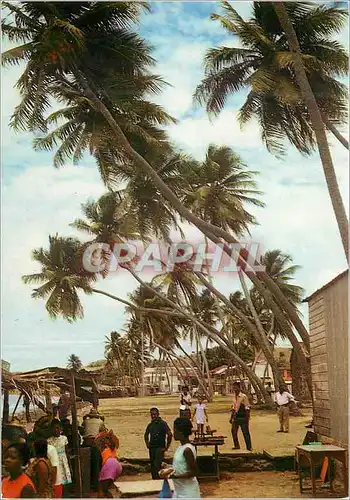 Cartes postales moderne Martinique Le Vauclin et les vieux cocotiers