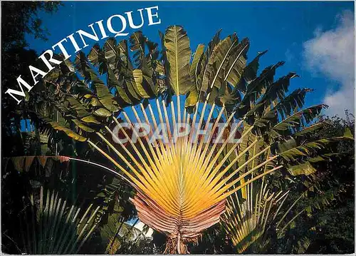 Cartes postales moderne Martinique Arbre du Voyageur