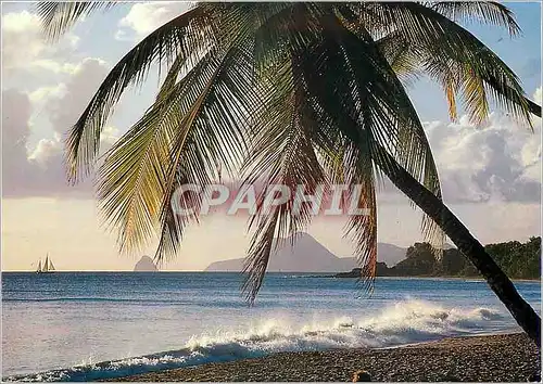 Cartes postales moderne Martinique Les Salines