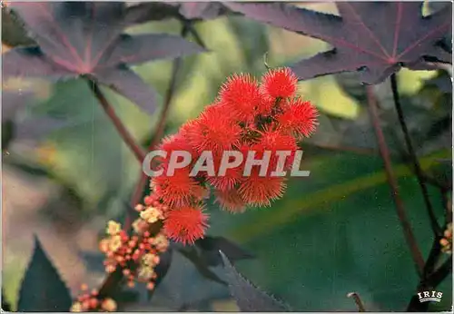 Cartes postales moderne Martinique Fleurs des Antilles Ricin rouge