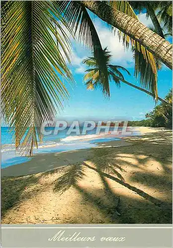 Cartes postales moderne Martinique Meilleurs voeux