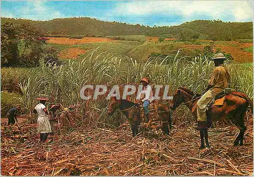 Cartes postales moderne Martinique Recolte de la canne a sucre