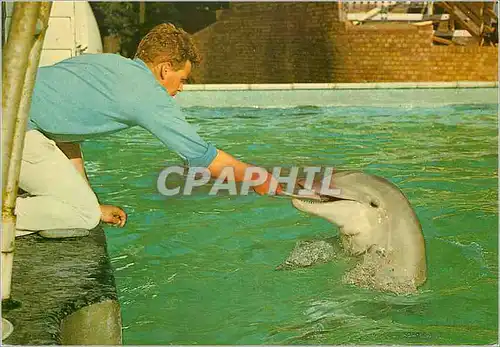 Cartes postales moderne Tursiops Truncatus Bottle Nosed Dolphins Dauphin