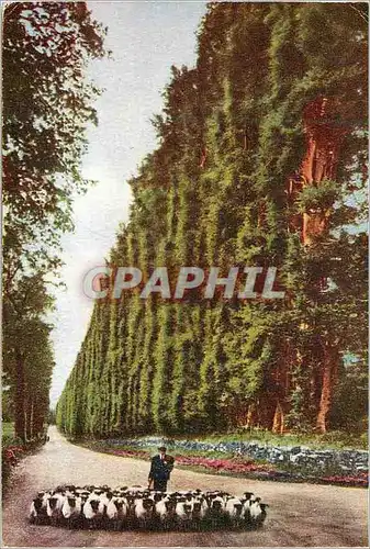 Cartes postales moderne The Beech Hedge Blairgowrie