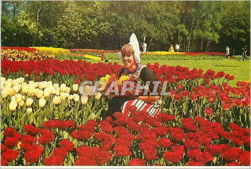 Cartes postales moderne Holland La Hollande en parure des fleurs