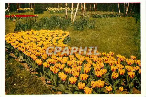 Cartes postales moderne Holland