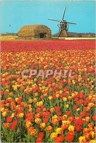 Cartes postales moderne La Hollande en parure des fleurs Moulin a vent