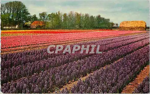 Cartes postales moderne Holland in Flower decoration