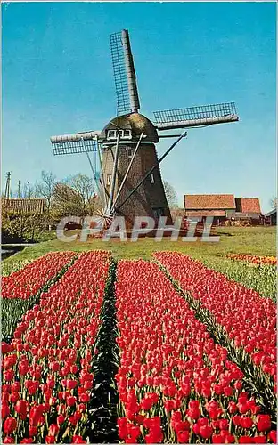 Cartes postales moderne Holland Land of Flowers and Wind mills