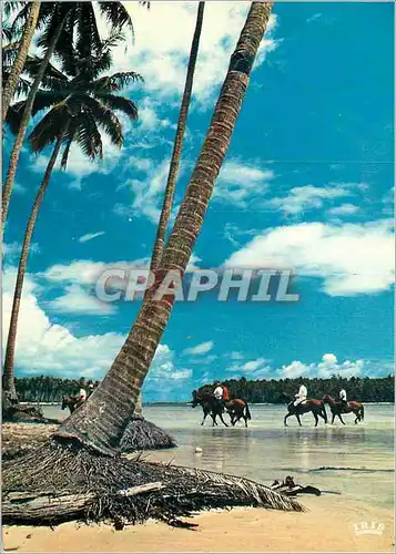 Cartes postales moderne Horse Riding Moorea