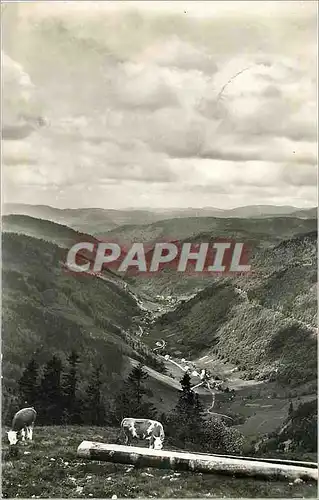 Cartes postales moderne Feldberg Schwarzwald Wiesetalblick