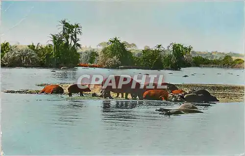 Cartes postales moderne Senegal Faune Africaine Hippopotame