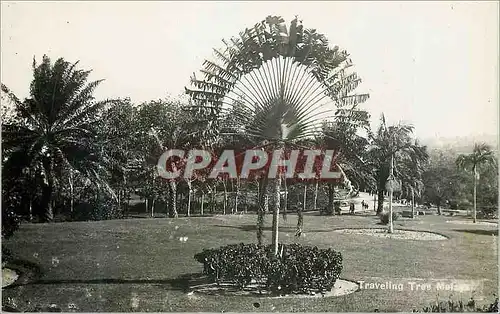 Cartes postales moderne Singapore Traveling Tree Malaya