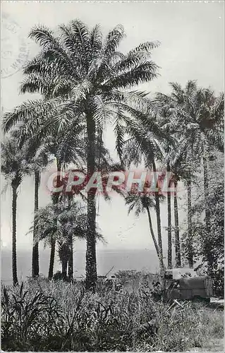 Cartes postales moderne Guinee Conakry Palmistes