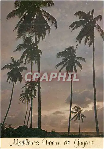 Cartes postales moderne Guyane Francaise Meilleurs Voeux de Guyane