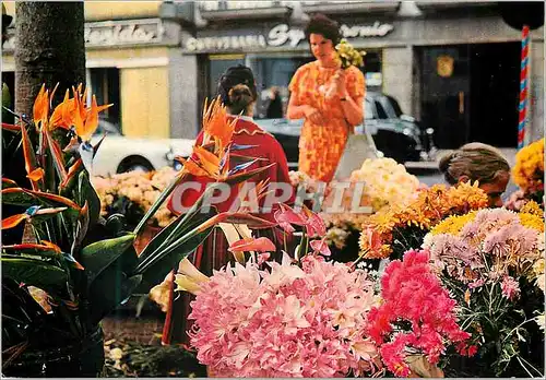 Cartes postales moderne 181 ilha da madeira funchal portugal marches aux fleurs