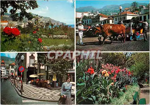 Cartes postales moderne Madeira funchal des aspect citadins