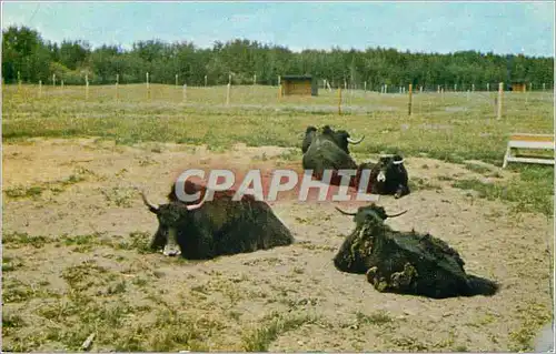 Cartes postales moderne Canada Edmonton Alberta Bisons