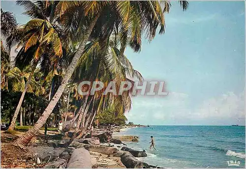 Cartes postales moderne Afrique en Couleur Plage de cocotiers