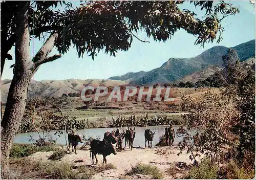 Cartes postales moderne Madagascar Region des hauts plateaux