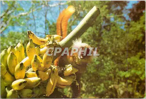 Cartes postales moderne Lemurien Maki Madagascar Singe